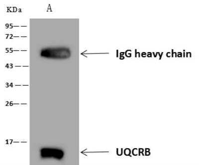 Immunoprecipitation: UQCRB Antibody [NBP3-12711] - Lane A:0.5 mg 293 Whole Cell Lysate4 uL anti-UQCRB rabbit polyclonal antibody and 60 ug of Immunomagnetic beads Protein A/G.Primary antibody:Anti-UQCRB rabbit polyclonal antibody,at 1:100 dilution Secondary antibody:Goat Anti-Rabbit IgG (H+L)/HRP at 1/10000 dilutionDeveloped using the ECL technique.Performed under reducing conditions.Predicted band size: 14 kDaObserved band size :14 kDa