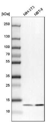 Western Blot UQCRB Antibody