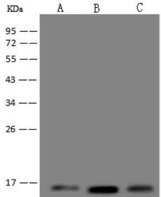 Western Blot: UQCRB Antibody [NBP3-12711] - Lane A: HeLa Whole Cell LysateLane B: 293 Whole Cell LysateLane C: NIH-3T3 Whole Cell LysateLysates/proteins at 30 ug per lane.SecondaryGoat Anti-Rabbit IgG (H+L)/HRP at 1/10000 dilution.Developed using the ECL technique.Performed under reducing conditions.Predicted band size:14 kDaObserved band size:14 kDa