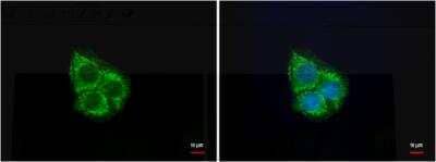 Immunocytochemistry/Immunofluorescence: UQCRC1 Antibody (1311) [NBP2-43596] - Analysis of Sample: HepG2 cells were fixed in 4% paraformaldehyde at RT for 5 min. Green: UQCRC1 protein stained by UQCRC1 antibody [1311] diluted at 1:500. Blue: Hoechst 33342 staining.