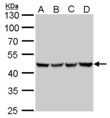 Western Blot: UQCRC1 Antibody (1311) [NBP2-43596] - Analysis of A. 30 ug 293T whole cell lysate/extract B. 30 ug A431 whole cell lysate/extract C. 30 ug HeLa whole cell lysate/extract D. 30 ug HepG2 whole cell lysate/extract 10 % SDS-PAGE UQCRC1 antibody [1311] dilution: 1:1000