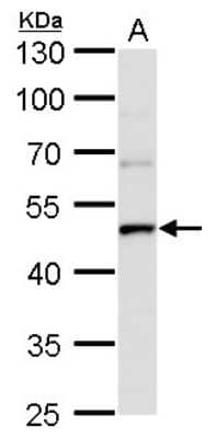 Western Blot: UQCRC1 Antibody (1311) [NBP2-43596] - Analysis of A. 50 ug rat brain lysate/extract 10 % SDS-PAGE UQCRC1 antibody [1311] dilution: 1:1000