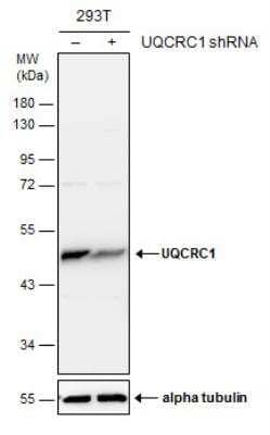 <b>Genetic Strategies Validation. </b>Western Blot: UQCRC1 Antibody (1311) [NBP2-43596] - Non-transfected (-) and transfected (+) 293T whole cell extracts (30 ug) were separated by 10% SDS-PAGE, and the membrane was blotted with UQCRC1 antibody [GT1311].