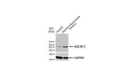 Western Blot UQCRC1 Antibody (1311)