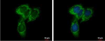 Immunocytochemistry/Immunofluorescence: UQCRC1 Antibody [NBP2-20815] - HepG2 cells were fixed in 2% paraformaldehyde/culture medium at 37 (c) for 30 min. Green: NYREN18 protein stained by NYREN18 antibody [N1N3] diluted at 1:500. Blue: Hoechst 33342 staining.