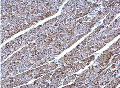 Immunohistochemistry-Paraffin: UQCRC1 Antibody [NBP1-32045] - Paraffin-embedded mouse heart. UQCRC1 antibody [N1N3] diluted at 1:500.