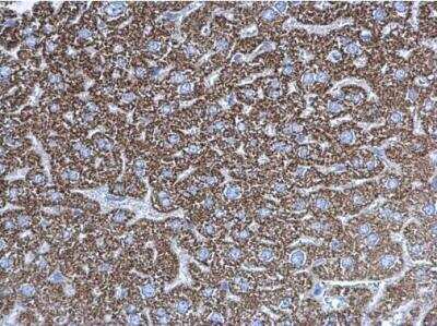 <b>Genetic Strategies Validation. </b>Immunohistochemistry-Paraffin: UQCRC1 Antibody [NBP1-32045] - Paraffin-embedded mouse liver. UQCRC1 antibody [N1N3] diluted at 1:500.