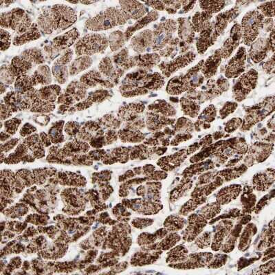 Immunohistochemistry-Paraffin: UQCRC1 Antibody [NBP1-85328] - Staining of human heart muscle shows high expression.