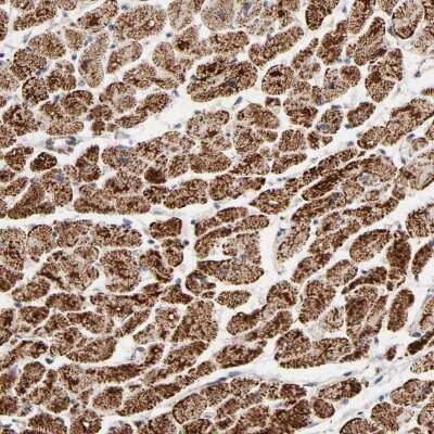 Immunohistochemistry-Paraffin: UQCRC1 Antibody [NBP1-85329] - Staining of human heart muscle shows high expression.