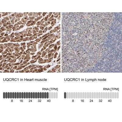 <b>Independent Antibodies Validation and Orthogonal Strategies Validation.</b>Immunohistochemistry-Paraffin: UQCRC1 Antibody [NBP1-85329] - Staining in human heart muscle and lymph node tissues using anti-UQCRC1 antibody. Corresponding UQCRC1 RNA-seq data are presented for the same tissues.