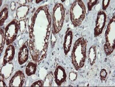 Immunohistochemistry-Paraffin: UQCRC1 Antibody (OTI1G6) [NBP2-03825] - Staining of paraffin-embedded Human Kidney tissue using anti-UQCRC1 mouse monoclonal antibody.