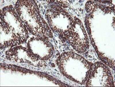 Immunohistochemistry-Paraffin: UQCRC1 Antibody (OTI1G6) [NBP2-03825] - Staining of paraffin-embedded Human prostate tissue using anti-UQCRC1 mouse monoclonal antibody.