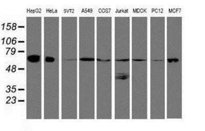 Western Blot: UQCRC1 Antibody (OTI1G6) [NBP2-03825] - Analysis of extracts (35ug) from 9 different cell lines by usin g anti-UQCRC1 monoclonal antibody (HepG2: human; HeLa: human; SVT2: mouse; A549: human; COS7: monkey; Jurkat: human; MDCK: canine; PC12: rat; MCF7: human).