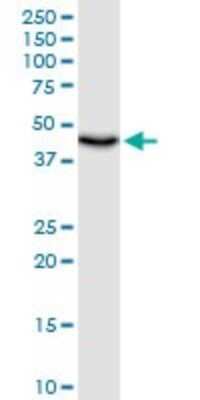 Western Blot: UQCRC1 Antibody [H00007384-B01P] - Analysis of UQCRC1 expression in HepG2.