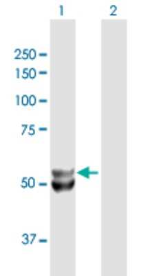 Western Blot: UQCRC1 Antibody [H00007384-B01P] - Analysis of UQCRC1 expression in transfected 293T cell line by UQCRC1 polyclonal antibody.  Lane 1: UQCRC1 transfected lysate(52.8 KDa). Lane 2: Non-transfected lysate.