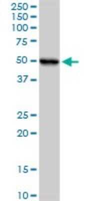 Western Blot: UQCRC1 Antibody [H00007384-D01P] - Analysis of UQCRC1 expression in mouse kidney.