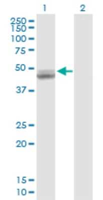 Western Blot: UQCRC1 Antibody [H00007384-D01P] - Analysis of UQCRC1 expression in transfected 293T cell line by UQCRC1 polyclonal antibody.Lane 1: UQCRC1 transfected lysate(52.60 KDa).Lane 2: Non-transfected lysate.