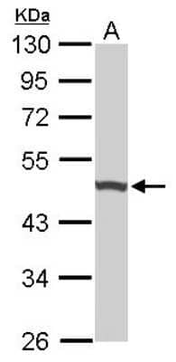 Western Blot: UQCRC1 Antibody [NBP1-32045] - Sample (50 ug of whole cell lysate) A: Mouse brain 10% SDS PAGE; antibody diluted at 1:1000.