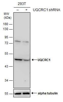 Western Blot: UQCRC1 Antibody [NBP1-32045] - Non-transfected (-) and transfected (+) 293T whole cell extracts (30 ug) were separated by 10% SDS-PAGE, and the membrane was blotted with UQCRC1 antibody [N1N3].