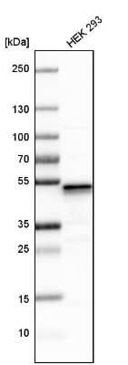 Western Blot: UQCRC1 Antibody [NBP1-85329] - Analysis in human cell line HEK 293.