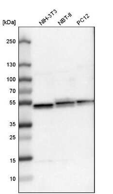 Western Blot: UQCRC1 Antibody [NBP1-85329] - Analysis in mouse cell line NIH-3T3, rat cell line NBT-II and rat cell line pC12.