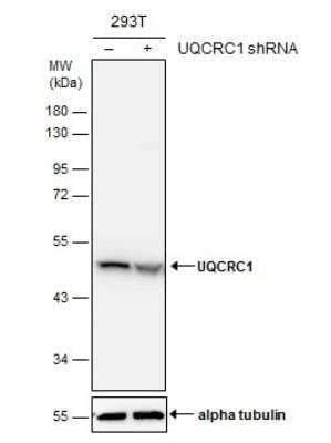 <b>Genetic Strategies Validation. </b>Western Blot: UQCRC1 Antibody [NBP2-20815] - Non-transfected (-) and transfected (+) 293T whole cell extracts (30 ug) were separated by 10% SDS-PAGE, and the membrane was blotted with UQCRC1 antibody.