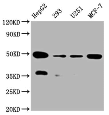 Western Blot: UQCRC2 Antibody (2F6) [NBP3-15182] - Positive WB detected in:HepG2 whole cell lysate, 293 whole cell lysate, U251 whole cell lysate, MCF-7 whole cell lysate. All lanes: UQCRC2 antibody at 1:2000. Secondary: Goat polyclonal to rabbit IgG at 1/50000 dilution. Predicted band size: 49 KDa. Observed band size: 49 KDa.