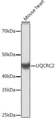 Western Blot: UQCRC2 Antibody (3E3O8) [NBP3-16390] - Western blot analysis of extracts of Mouse heart, using UQCRC2 Rabbit mAb (NBP3-16390) at 1:1000 dilution. Secondary antibody: HRP Goat Anti-Rabbit IgG (H+L) at 1:10000 dilution. Lysates/proteins: 25ug per lane. Blocking buffer: 3% nonfat dry milk in TBST. Detection: ECL Basic Kit. Exposure time: 3min.