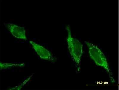 Immunocytochemistry/Immunofluorescence: UQCRC2 Antibody [H00007385-B01P] - Analysis of purified antibody to UQCRC2 on HeLa cell. (antibody concentration 10 ug/ml)