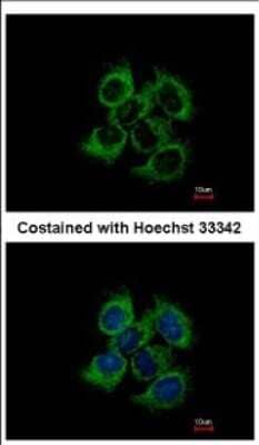 Immunocytochemistry/Immunofluorescence: UQCRC2 Antibody [NBP2-20816] - Immunofluorescence analysis of paraformaldehyde-fixed A431, using antibody at 1:500 dilution.