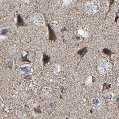 Immunohistochemistry-Paraffin: UQCRC2 Antibody [NBP1-80861] - Staining of human cerebral cortex.