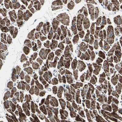 Immunohistochemistry-Paraffin: UQCRC2 Antibody [NBP1-80862] - Staining of human heart muscle shows high expression.