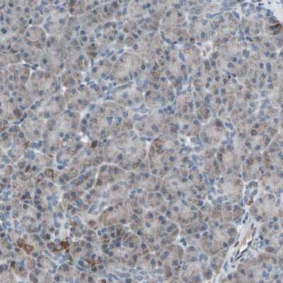 Immunohistochemistry-Paraffin: UQCRC2 Antibody [NBP1-80862] - Staining of human pancreas shows low expression as expected.