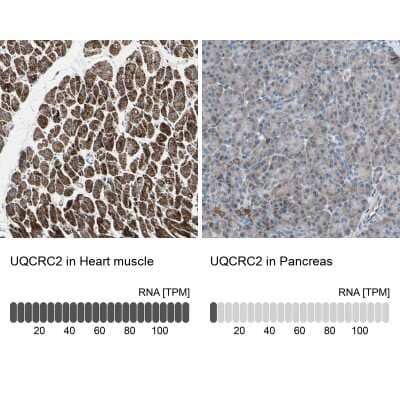 <b>Orthogonal Strategies Validation. </b>Immunohistochemistry-Paraffin: UQCRC2 Antibody [NBP1-80862] - Staining in human heart muscle and pancreas tissues using anti-UQCRC2 antibody. Corresponding UQCRC2 RNA-seq data are presented for the same tissues.