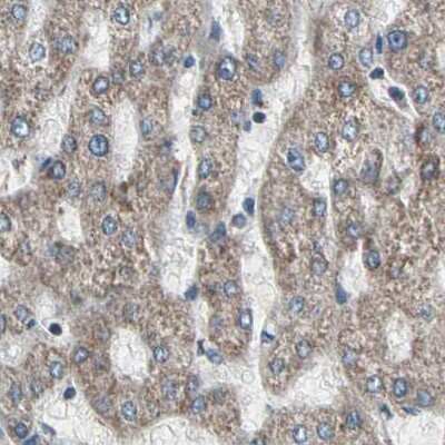 Immunohistochemistry-Paraffin: UQCRC2 Antibody [NBP1-80862] - Staining of human liver.