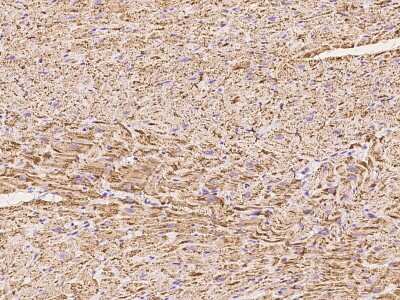 Immunohistochemistry-Paraffin: UQCRC2 Antibody [NBP2-97364] - Immunochemical staining of human UQCRC2 in cynomolgus heart with rabbit polyclonal antibody at 1:100 dilution, formalin-fixed paraffin embedded sections.