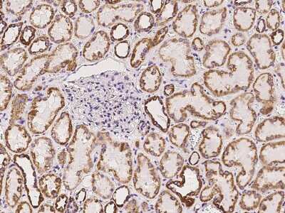 Immunohistochemistry-Paraffin: UQCRC2 Antibody [NBP2-97364] - Immunochemical staining of human UQCRC2 in human kidney with rabbit polyclonal antibody at 1:100 dilution, formalin-fixed paraffin embedded sections.