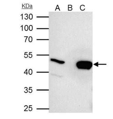 Immunoprecipitation: UQCRC2 Antibody [NBP2-20816] - IP samples: HepG2 whole cell extract A. 35 ug HepG2 whole cell extract B. Control with 4 ug of preimmune Rabbit IgG C. Immunoprecipitation of UQCRC2 protein by 4 ug UQCRC2 antibody 10 % SDS-PAGE.  The immunoprecipitated UQCRC2 protein was detected by UQCRC2 antibody diluted at 1:5000. [EasyBlot anti-rabbit IgG was used as a secondary reagent]