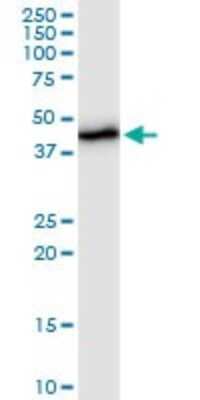 Western Blot: UQCRC2 Antibody [H00007385-B01P] - Analysis of UQCRC2 expression in HepG2.