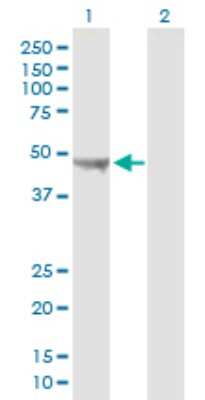 Western Blot: UQCRC2 Antibody [H00007385-B01P] - Analysis of UQCRC2 expression in transfected 293T cell line by UQCRC2 polyclonal antibody.  Lane 1: UQCRC2 transfected lysate(49.83 KDa). Lane 2: Non-transfected lysate.