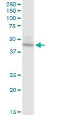 Western Blot: UQCRC2 Antibody [H00007385-D01P] - Analysis of UQCRC2 expression in A-431.