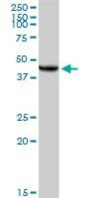 Western Blot: UQCRC2 Antibody [H00007385-D01P] - Analysis of UQCRC2 expression in mouse kidney.