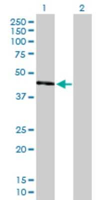 Western Blot: UQCRC2 Antibody [H00007385-D01P] - Analysis of UQCRC2 expression in transfected 293T cell line by UQCRC2 polyclonal antibody.Lane 1: UQCRC2 transfected lysate(48.40 KDa).Lane 2: Non-transfected lysate.