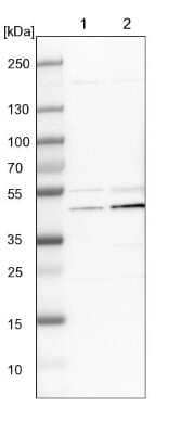 Western Blot: UQCRC2 Antibody [NBP1-80861] - Lane 1: NIH-3T3 cell lysate (Mouse embryonic fibroblast cells). Lane 2: NBT-II cell lysate (Rat Wistar bladder tumor cells).