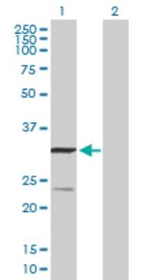 Western Blot: UQCRFS1 Antibody [H00007386-B01P] - Analysis of UQCRFS1 expression in transfected 293T cell line by UQCRFS1 polyclonal antibody.  Lane 1: UQCRFS1 transfected lysate(29.70 KDa). Lane 2: Non-transfected lysate.