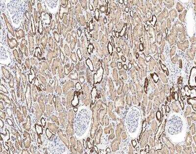 Immunohistochemistry-Paraffin: UQCRH Antibody [NBP3-12568] - Staining of human UQCRH in human kidney with rabbit polyclonal antibody at 1:100 dilution.