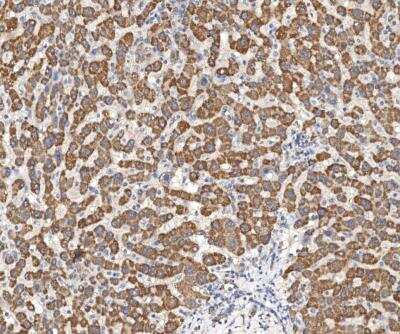 Immunohistochemistry-Paraffin: UQCRH Antibody [NBP3-12568] - Staining of human UQCRH in human liver with rabbit polyclonal antibody at 1:100 dilution.