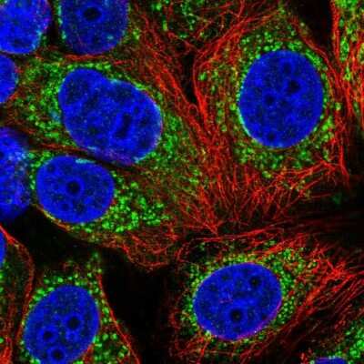 Immunocytochemistry/ Immunofluorescence UQCRQ Antibody