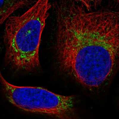 Immunocytochemistry/Immunofluorescence: UQCRQ Antibody [NBP2-58679] - Staining of human cell line U-2 OS shows localization to mitochondria.