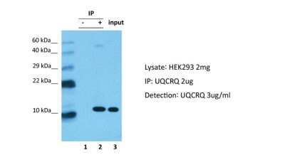 Immunoprecipitation: UQCRQ Antibody [NBP2-86043] - UQCRQ was immunoprecipitated from 2 mg HEK293 Whole Cell Lysate with with 1:200 dilution. Western blot was performed using NBP2-86043 at 1/1000 dilution. Lane 1: Control IP in HEK293 Whole Cell Lysate. Lane 2: UQCRQ IP in HEK293 Whole Cell Lysate. Lane 3: Input of HEK293 Whole Cell Lysate.